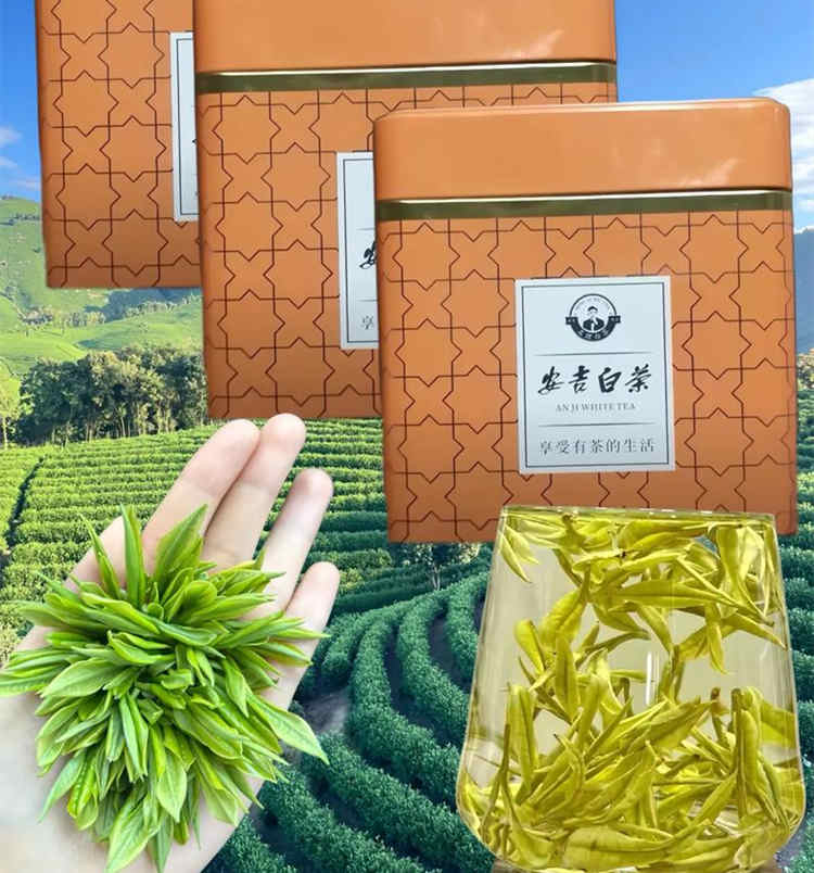 浙江安吉白茶白叶一号介绍，安吉白茶可以煮着喝吗