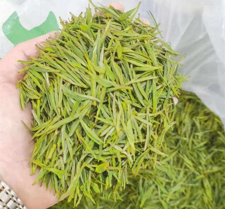 安吉白茶和福鼎白茶的功效一样吗，福鼎白茶好还是安吉白茶好喝