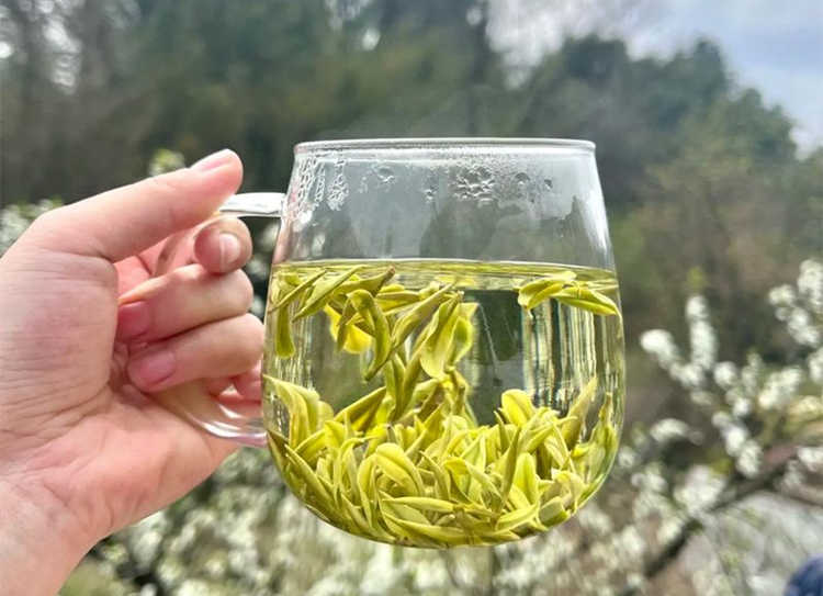 浙江安吉白茶为什么叫女人茶,女性长期喝安吉白茶好处