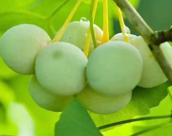 长兴县四宝分别是哪些，长兴四宝简介银杏、青梅、吊瓜和板栗