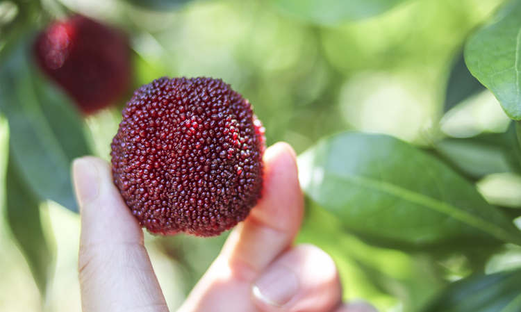??仙居杨梅怎么样好吃吗，??浙江仙居杨梅图片土特产简介