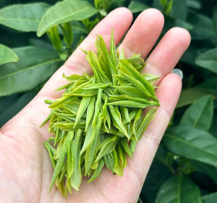 安吉白茶为什么是绿茶而不是白茶，安吉白茶介绍