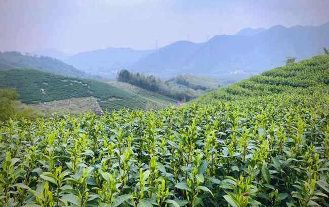 白叶一号是安吉白茶吗，安吉白茶属于什么茶种