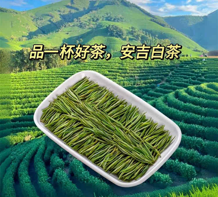 原产地安吉白茶怎么找，正宗安吉白茶茶农直销