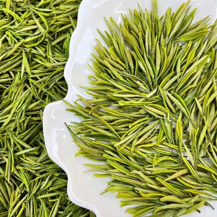 安吉白茶属于老白茶吗