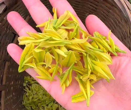 安吉奶白茶为什么叫奶白茶，皇金芽名字由来