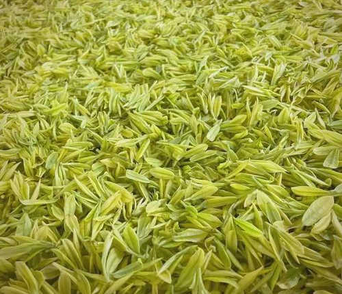 奶白茶与安吉白茶的区别有哪些