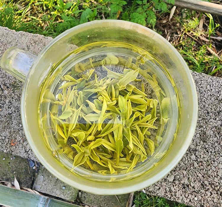 原产地安吉白茶有什么功效