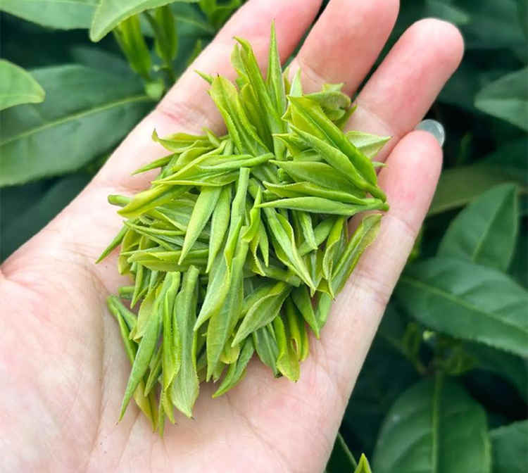 安吉白茶有什么种类，浙江安吉白茶有哪些品种