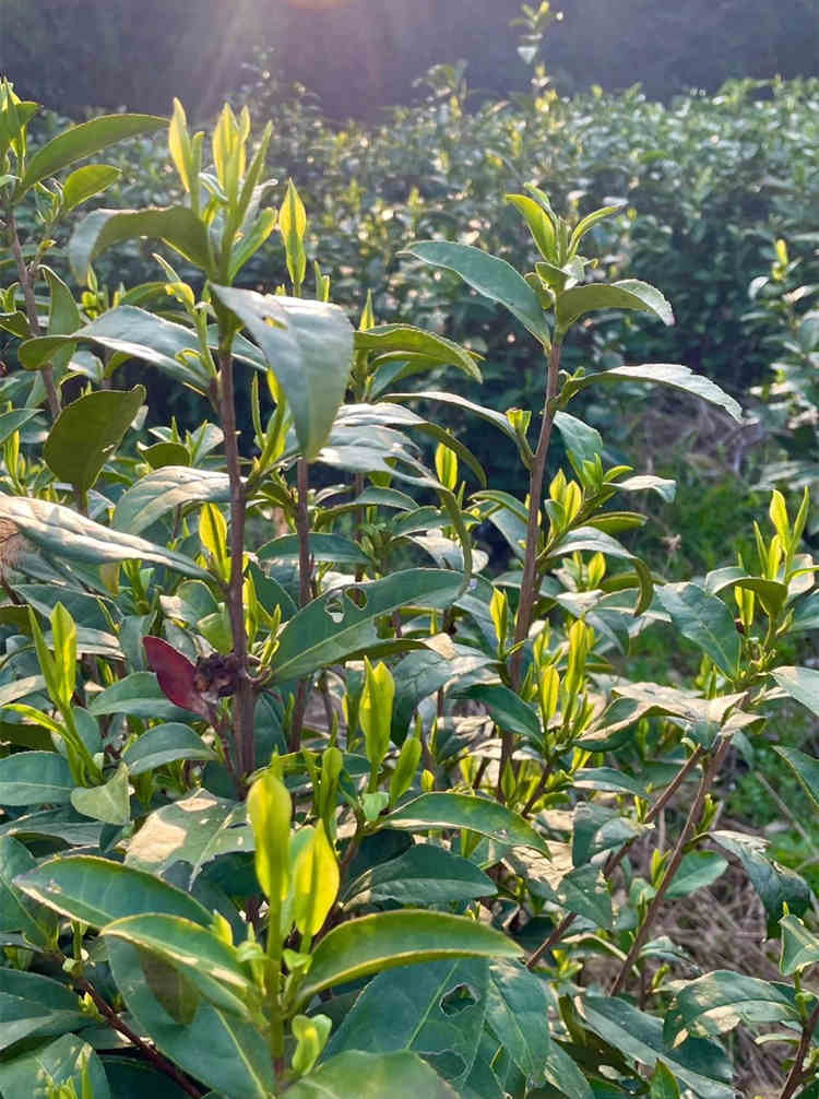 黄金叶与安吉白茶的区别有哪些