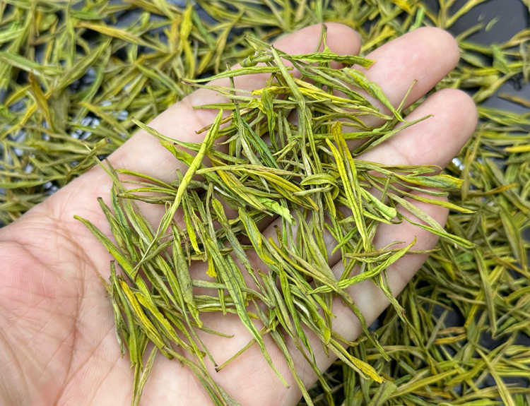 安吉白茶是冲泡还是煮着喝