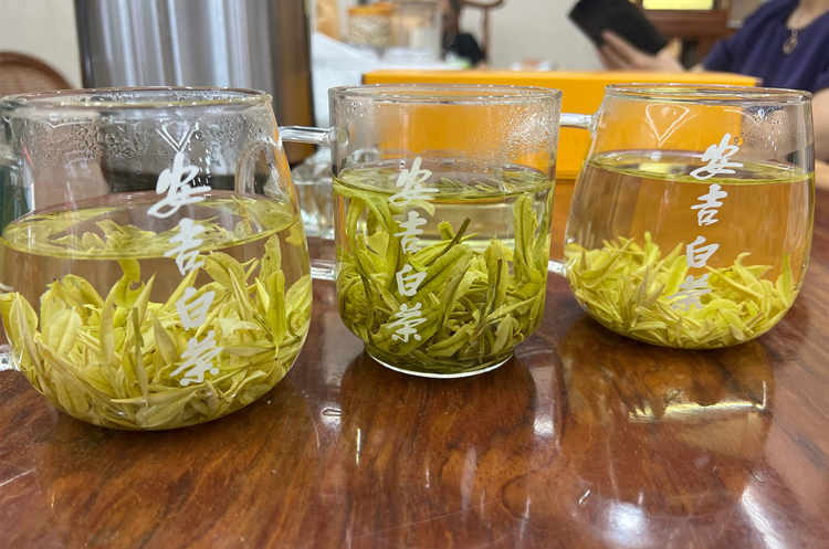 安吉白茶皇金芽口感是怎么样的