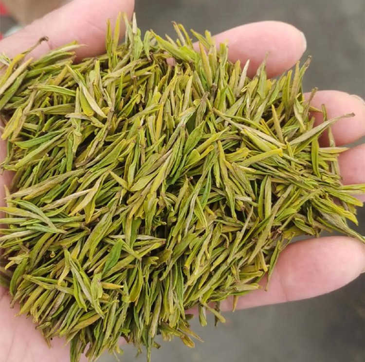 浙江安吉白茶是炒青吗