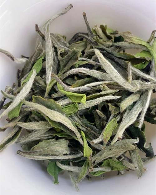 安吉白茶与福鼎白茶有哪些区别