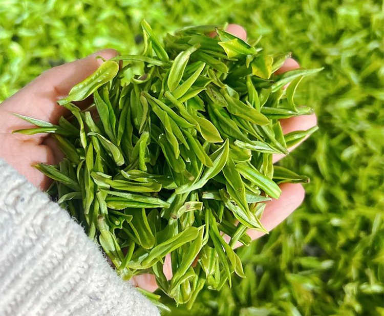 浙江安吉白茶的核心产地有哪些