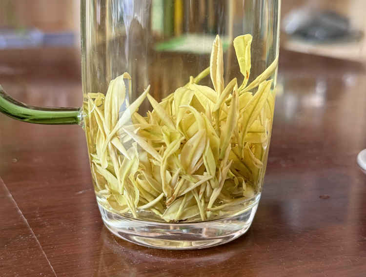 浙江安吉奶白茶产量怎么样