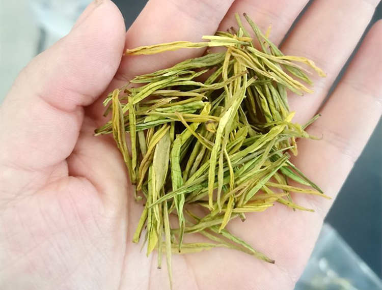 安吉皇金芽属于什么茶，皇金芽产地在哪里