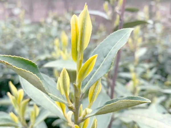 浙江皇金芽价格多少钱一斤